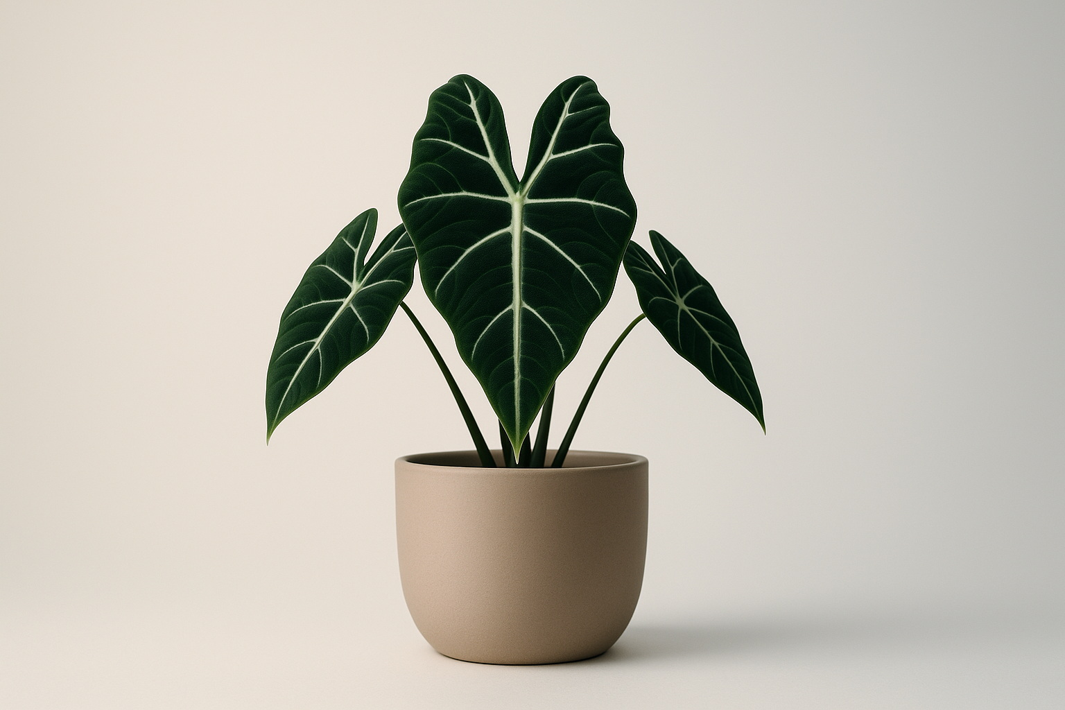 Alocasia Planten