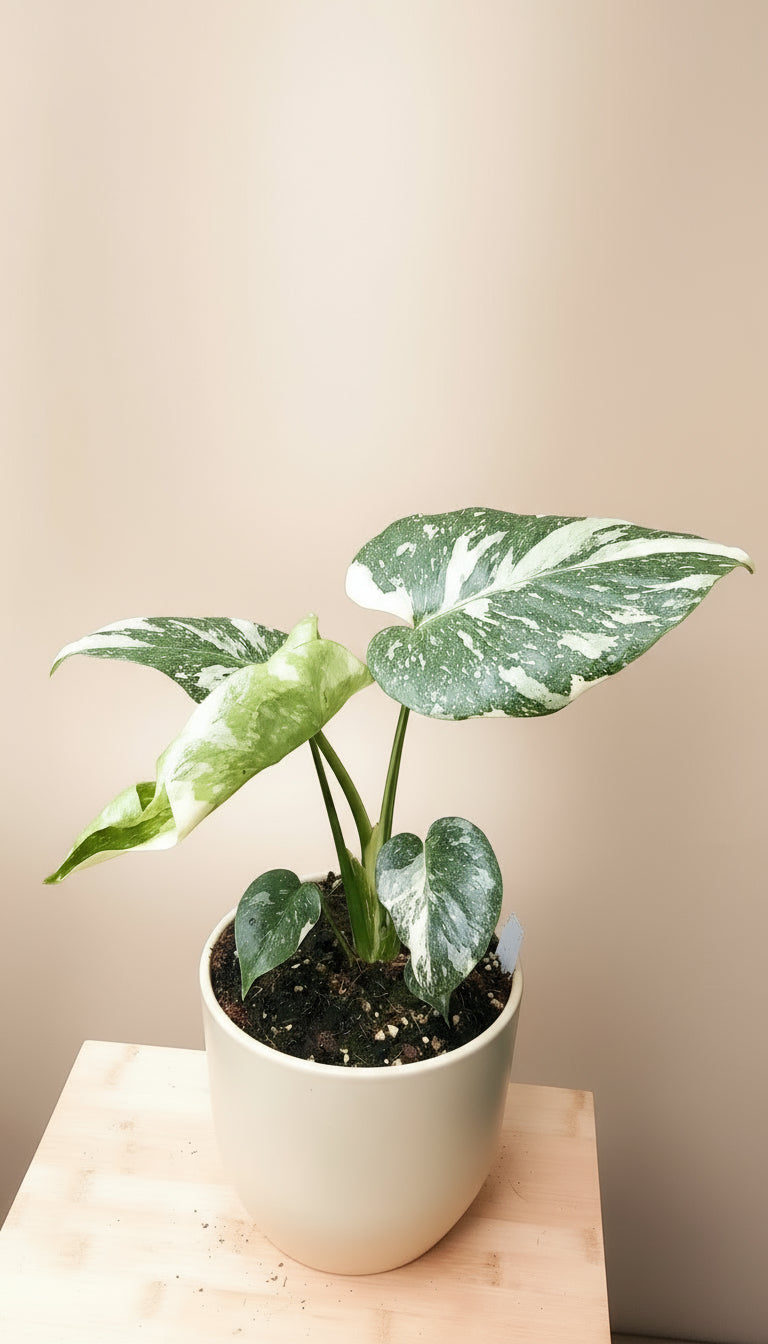 Monstera thai constelation image 0