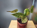 Alocasia wentii aurea image 1