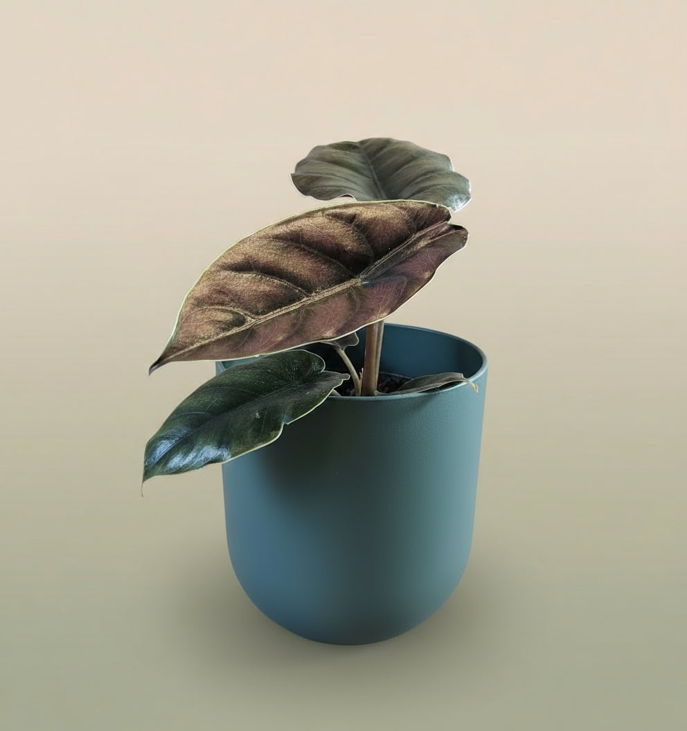 Alocasia Azlanii image 1