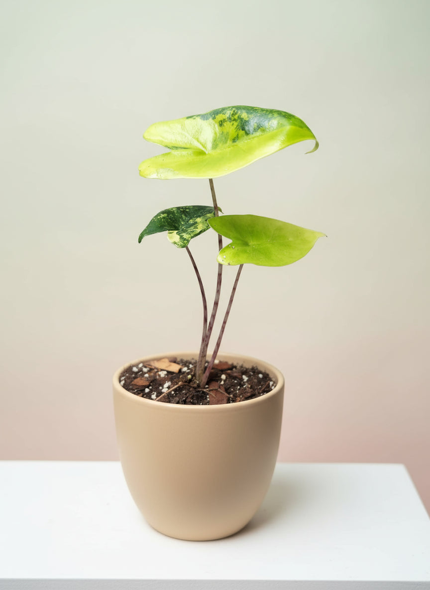 alocasia zebrina aurea image 0