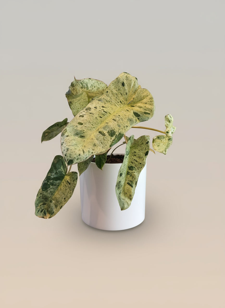 Philodendron paraiso verde image 0