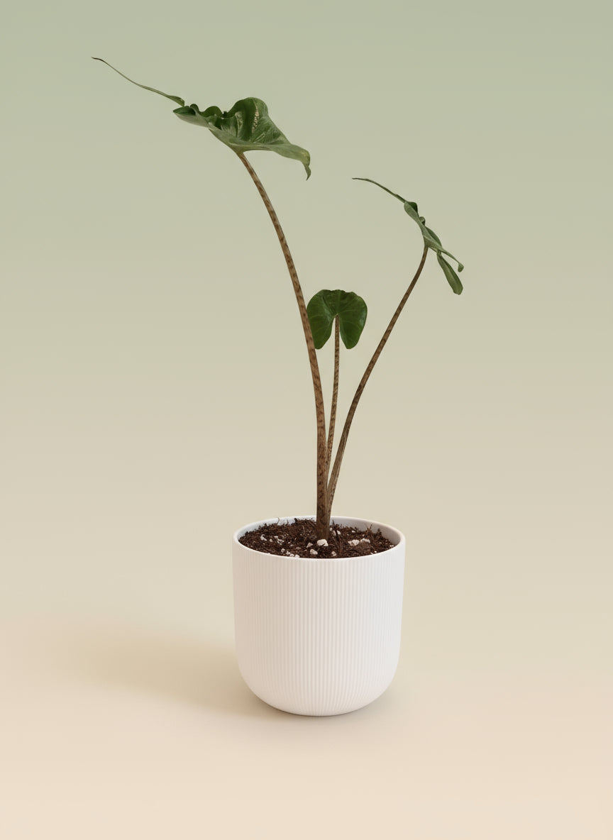 Alocasia Stingray