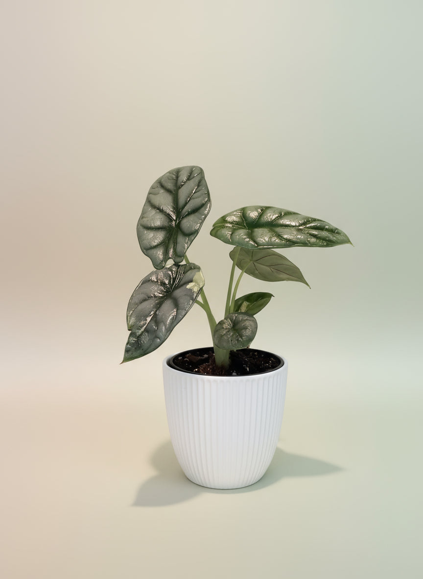 Alocasia Silver Dragon Low Variegata