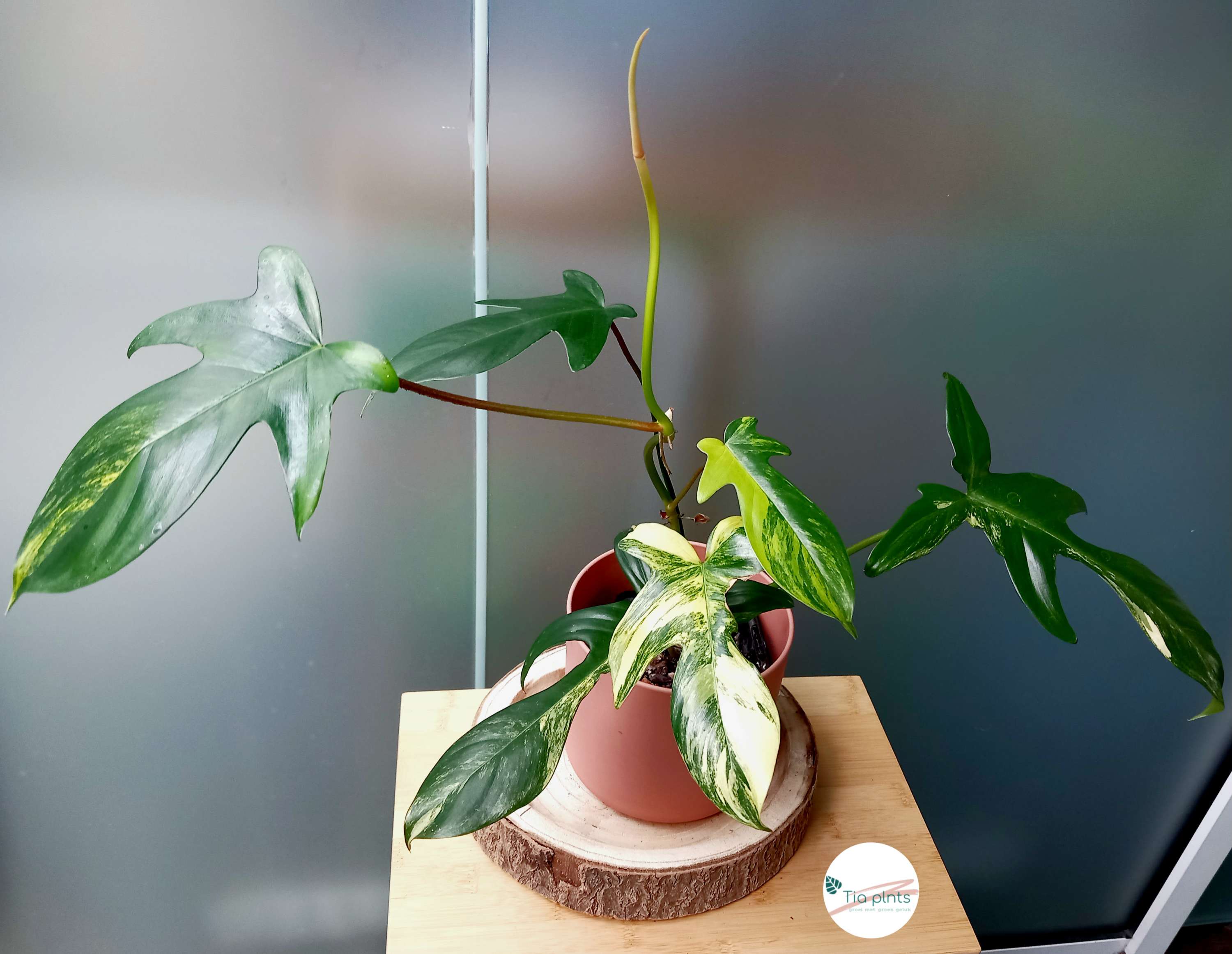 Philodendron florida beauty image 1