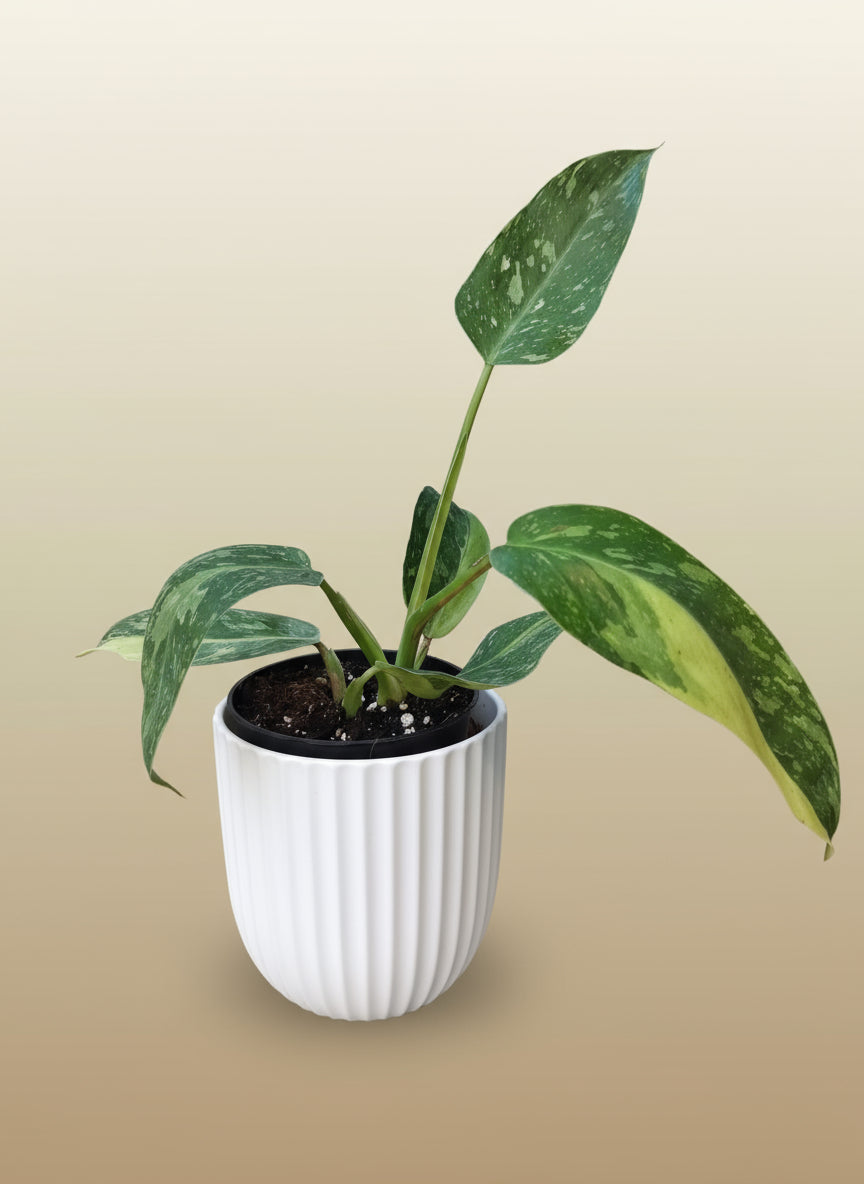 Philodendron José Buono image 0