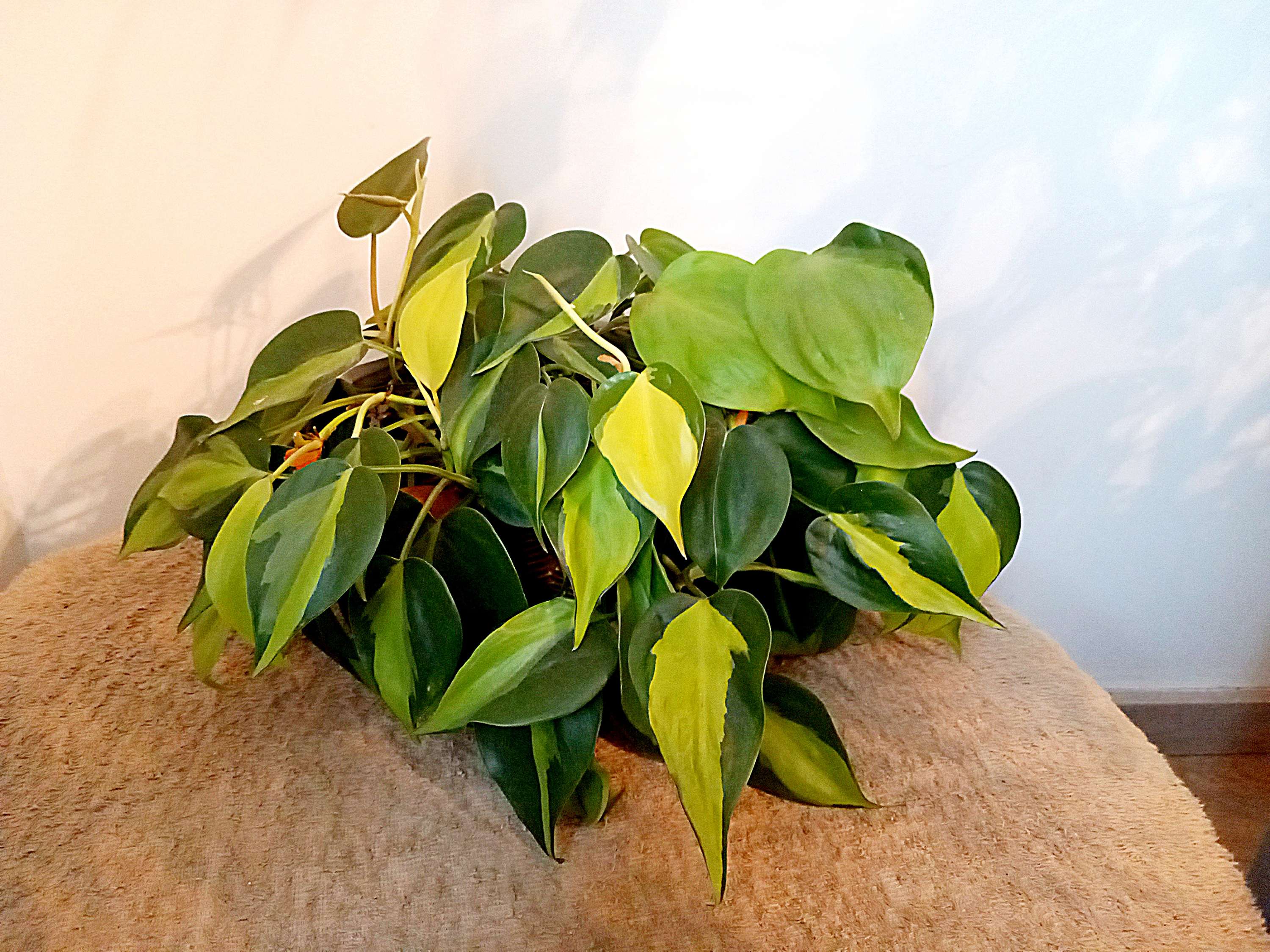 Philodendron brasil stekjes image 0