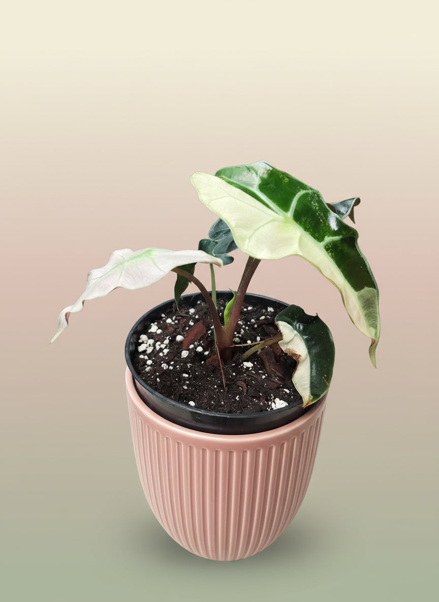 Alocasia Polly Amazonica Albo  image 0
