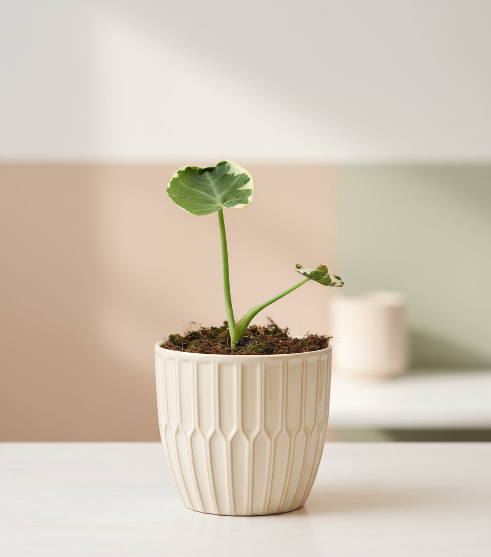 Alocasia mickey mouse image 0