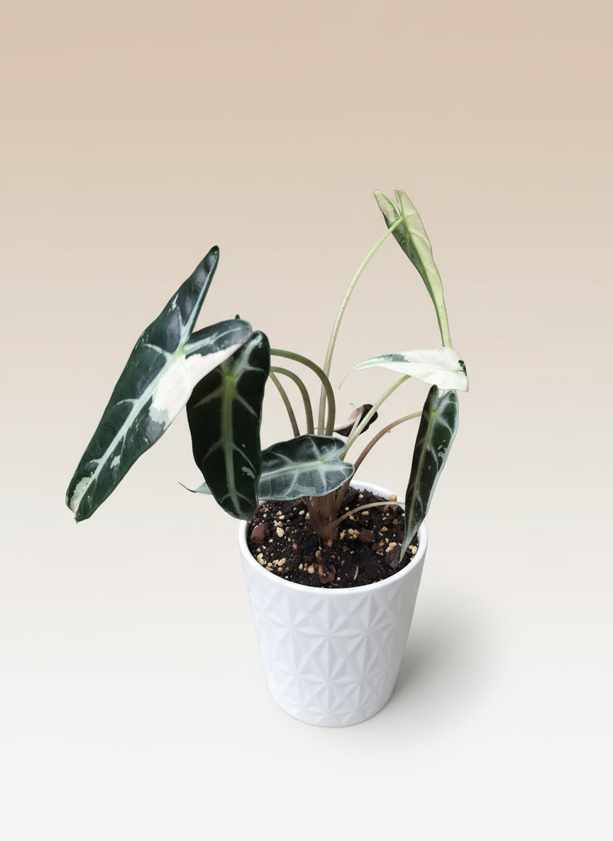 Alocasia bambino pink image 0