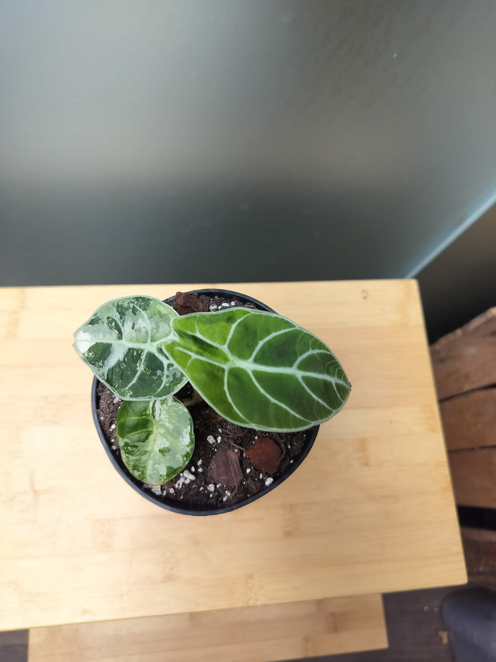 Alocasia Watsoniana Velvet Variegata  image 2