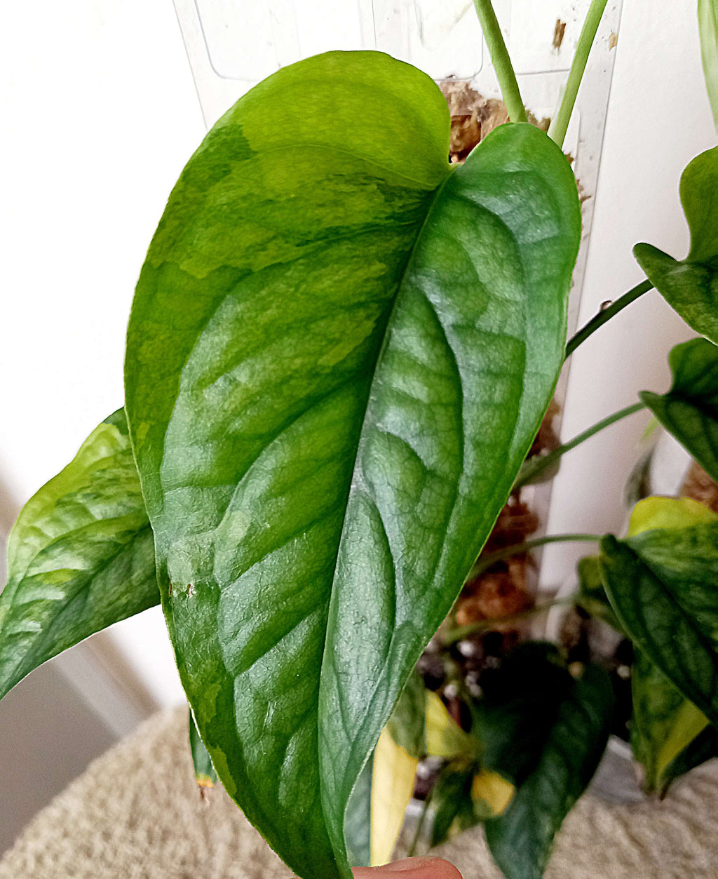 Monstera siltepecana variegata bladstekken image 3