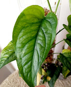 Monstera siltepecana variegata bladstekken image 3