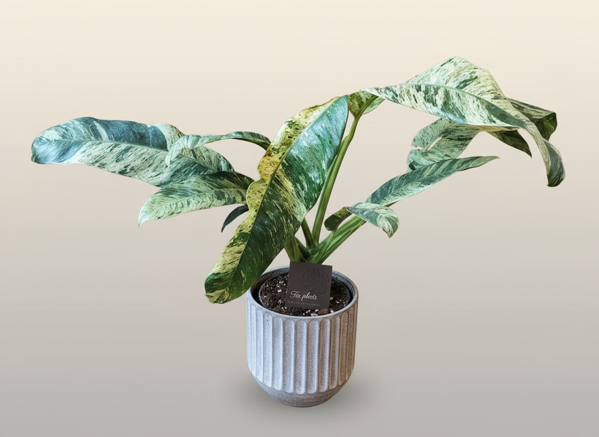 Epipremnum giganteum variegata image 0