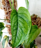 Monstera siltepecana variegata bladstekken image 0