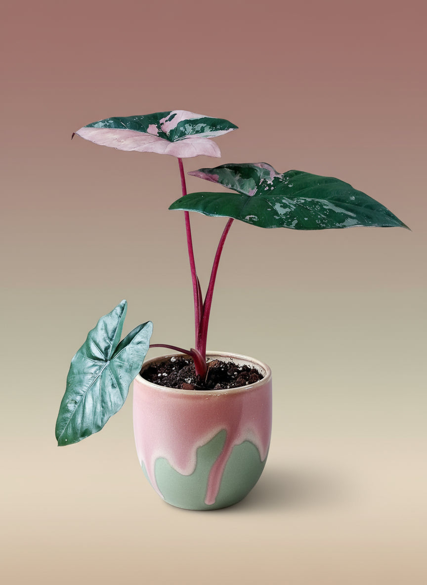 Alocasia serendipity pink variegata xl image 0