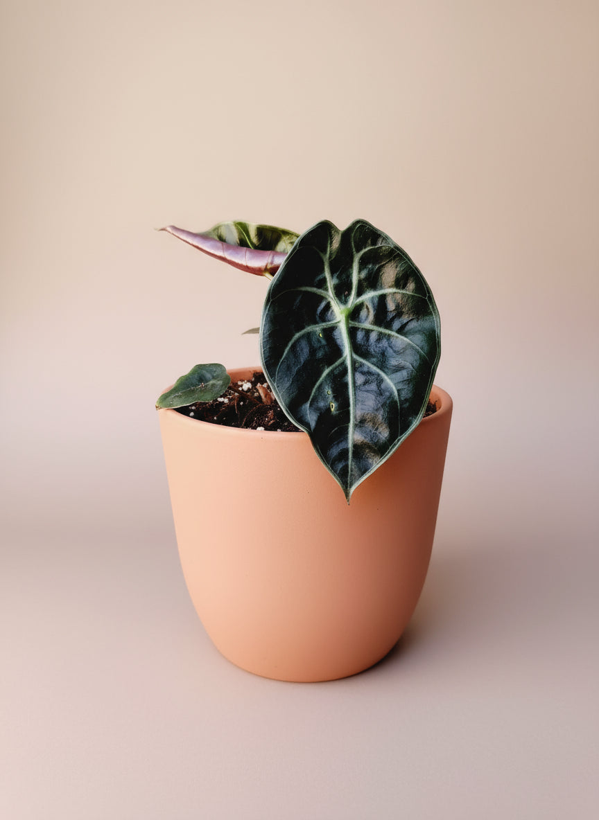 Alocasia red petiole image 0