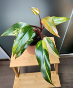 Philodendron strawberry shake image 1