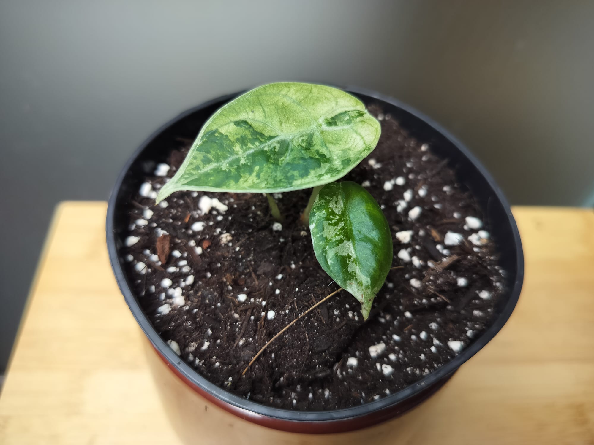 Alocasia Watsoniana Velvet Variegata  image 3