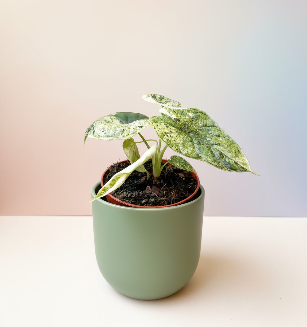 Alocasia dragon scale variegata image 0