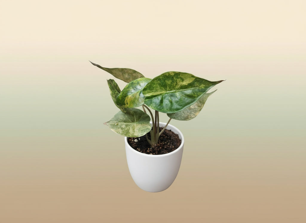 Alocasia wentii aurea image 0