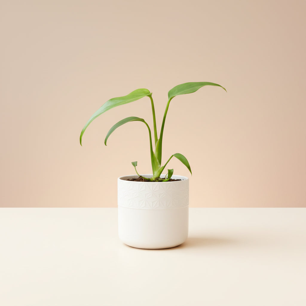 Monstera burle marx flame image 0