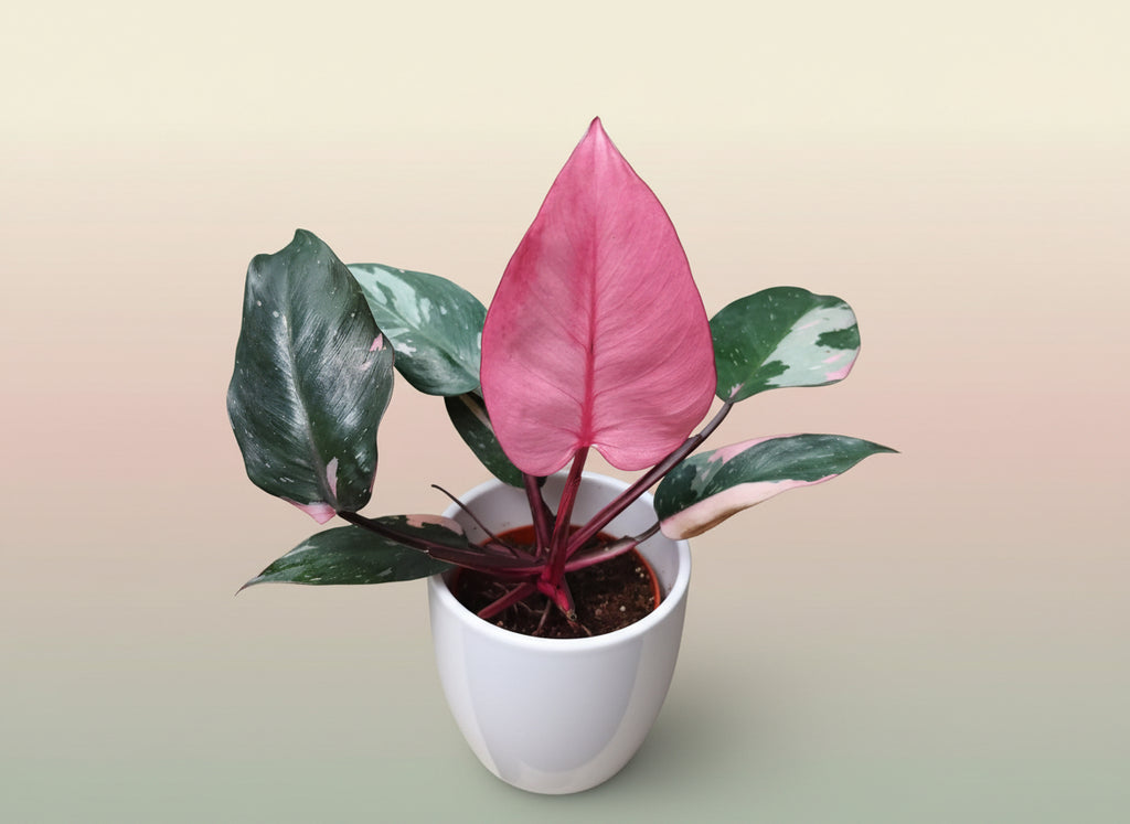 Philodendron pink princess image 0
