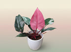 Philodendron pink princess image 0