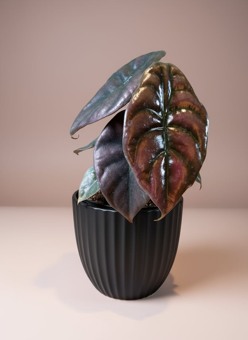 Alocasia red secred image 0