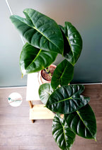 Alocasia golden bone image 1