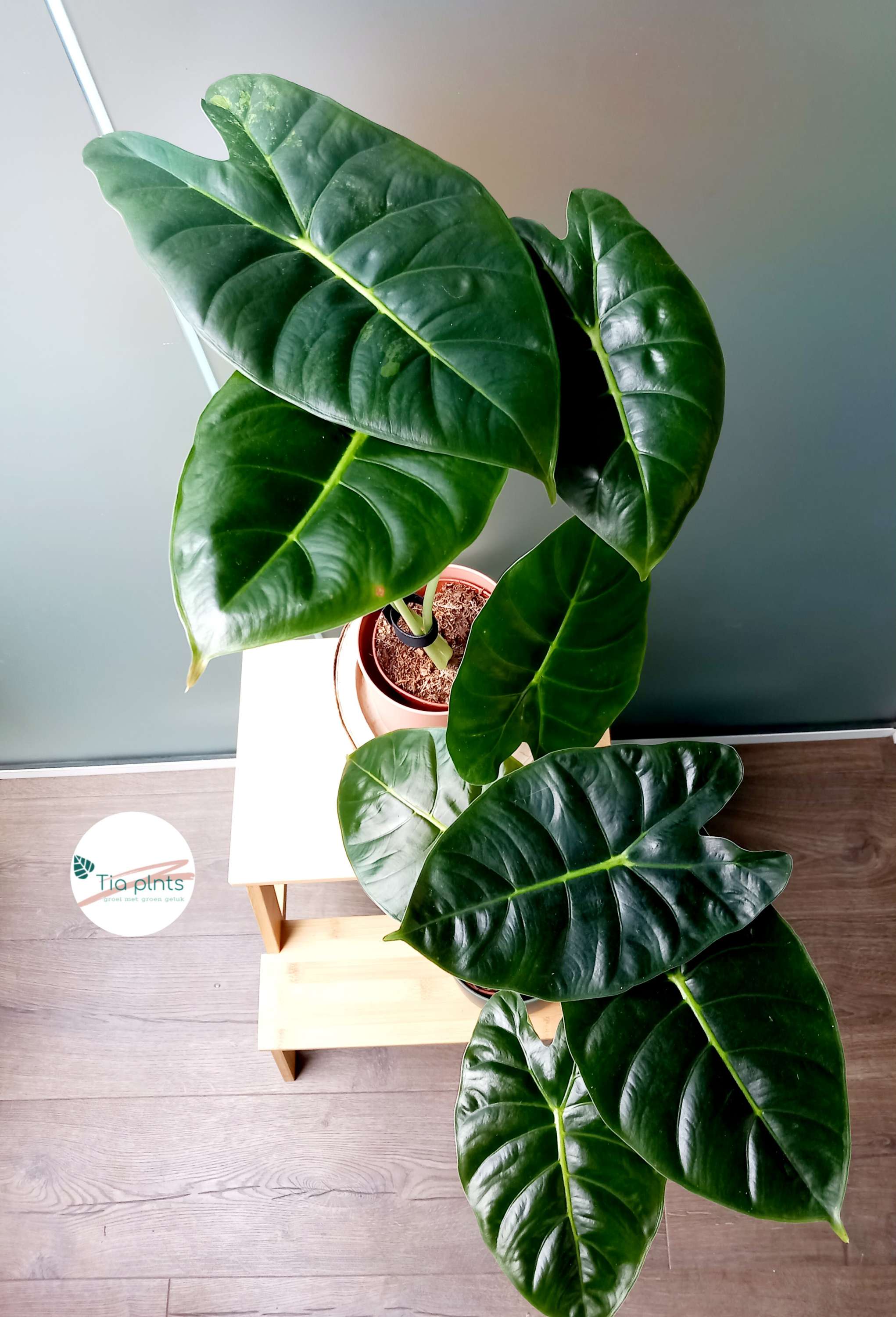 Alocasia golden bone image 1