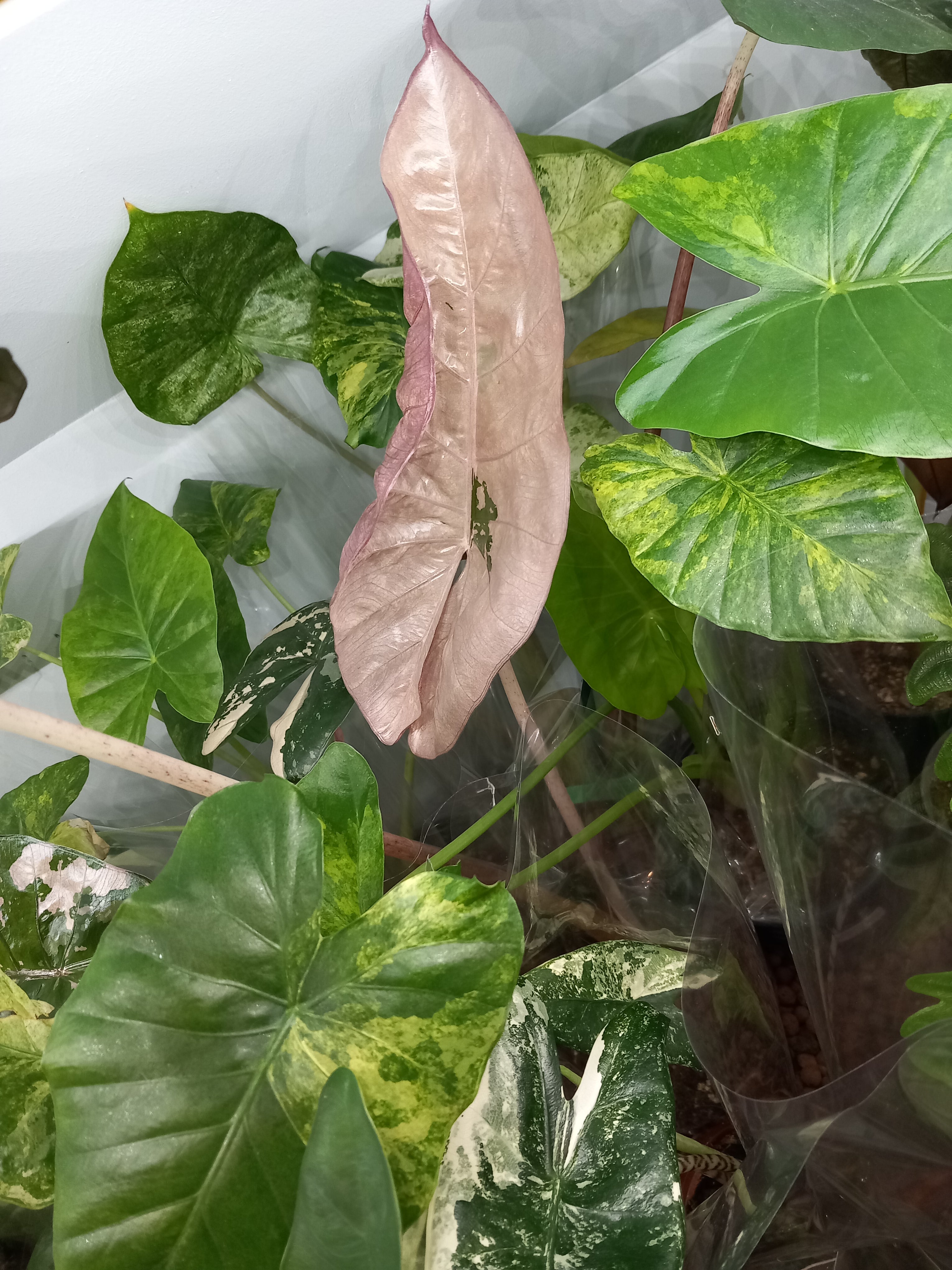 Alocasia serendipity pink variegata xl image 1