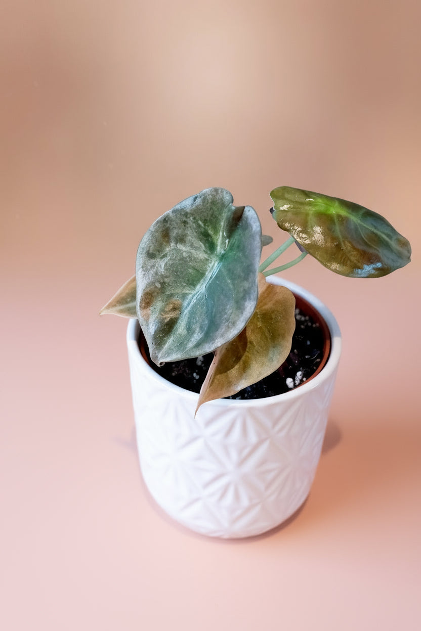 Alocasia Cuprea Variegata image 0
