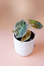 Alocasia Cuprea Variegata image 0