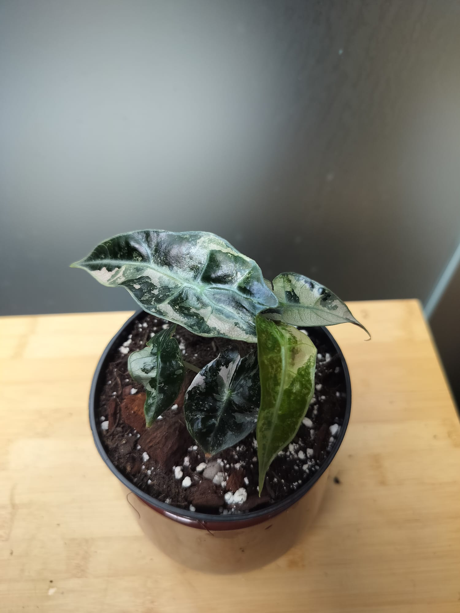 Alocasia Polly Amazonica Albo  image 2