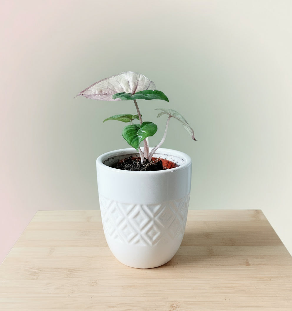 Alocasia serendipity pink variegata image 0