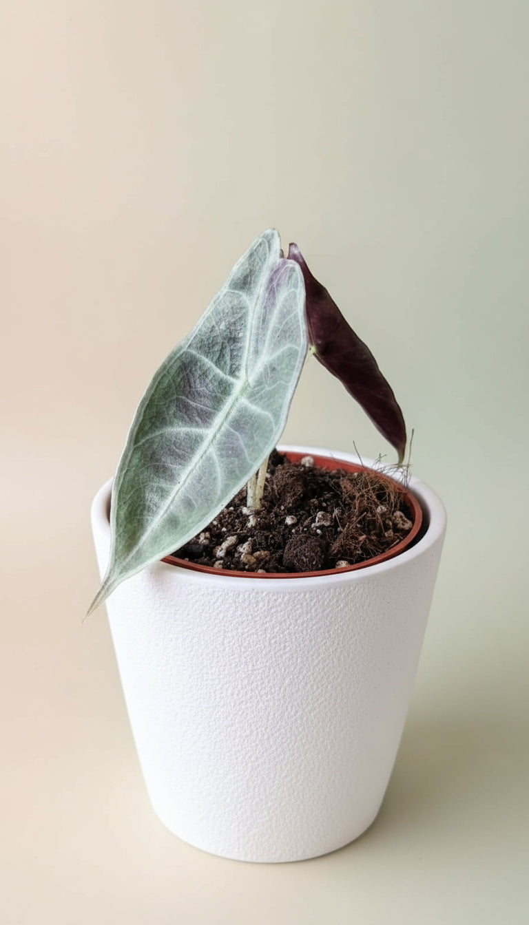Alocasia longiloba purple image 0