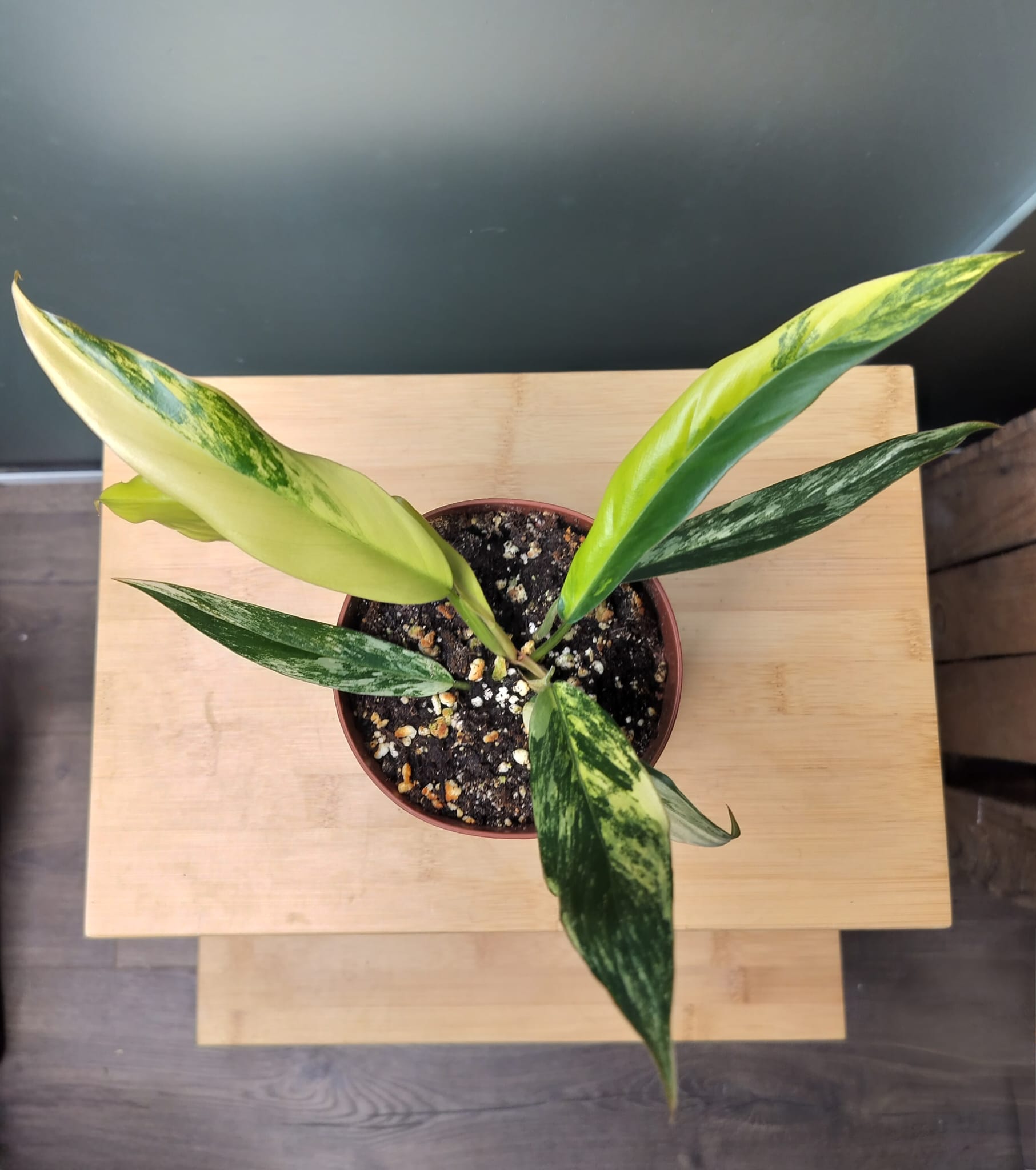 Philodendron caramel marble image 1