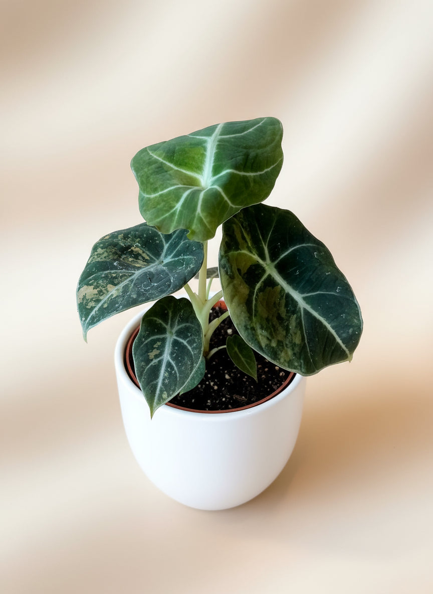 Alocasia Black Velvet Gold image 0
