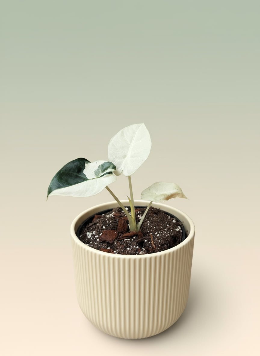 Alocasia Regal shield Variegata  image 0