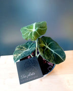Alocasia Black Velvet Gold image 1