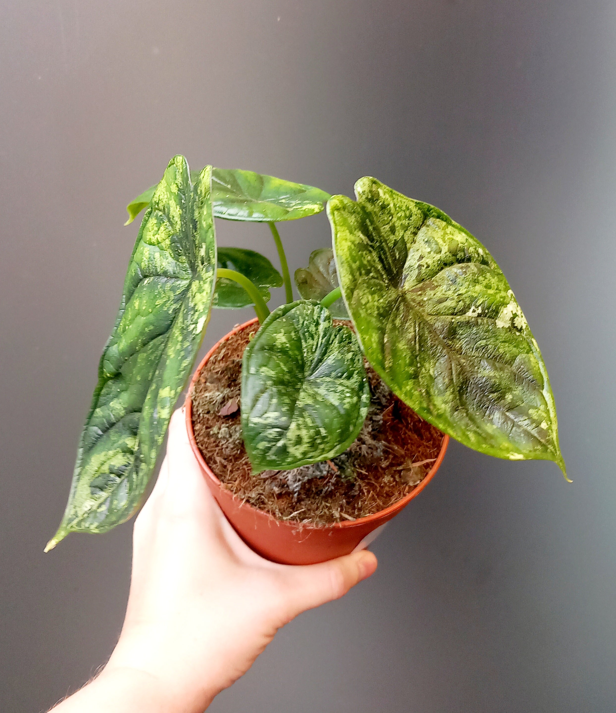 Alocasia dragon scale variegata image 1