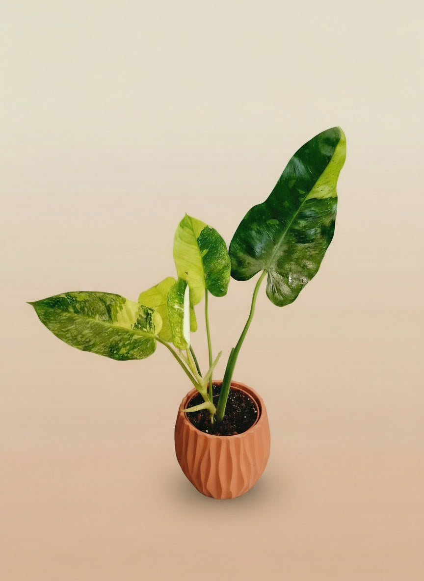 Philodendron jose buono variegata image 0