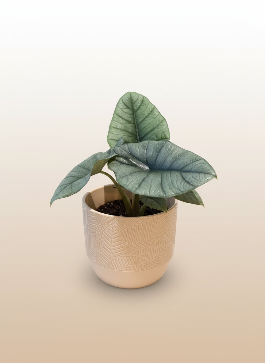 Alocasia platinum image 0