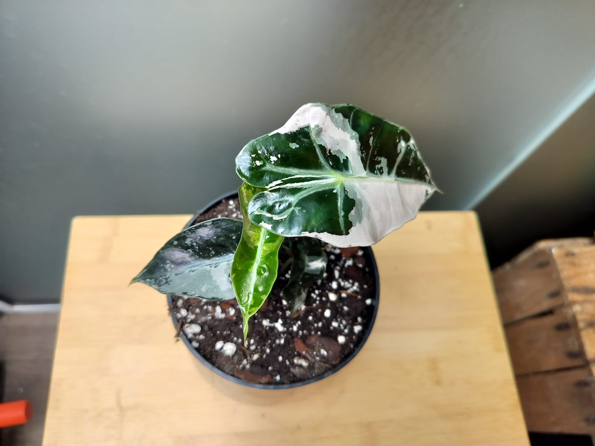 Alocasia Polly Amazonica Albo  image 1