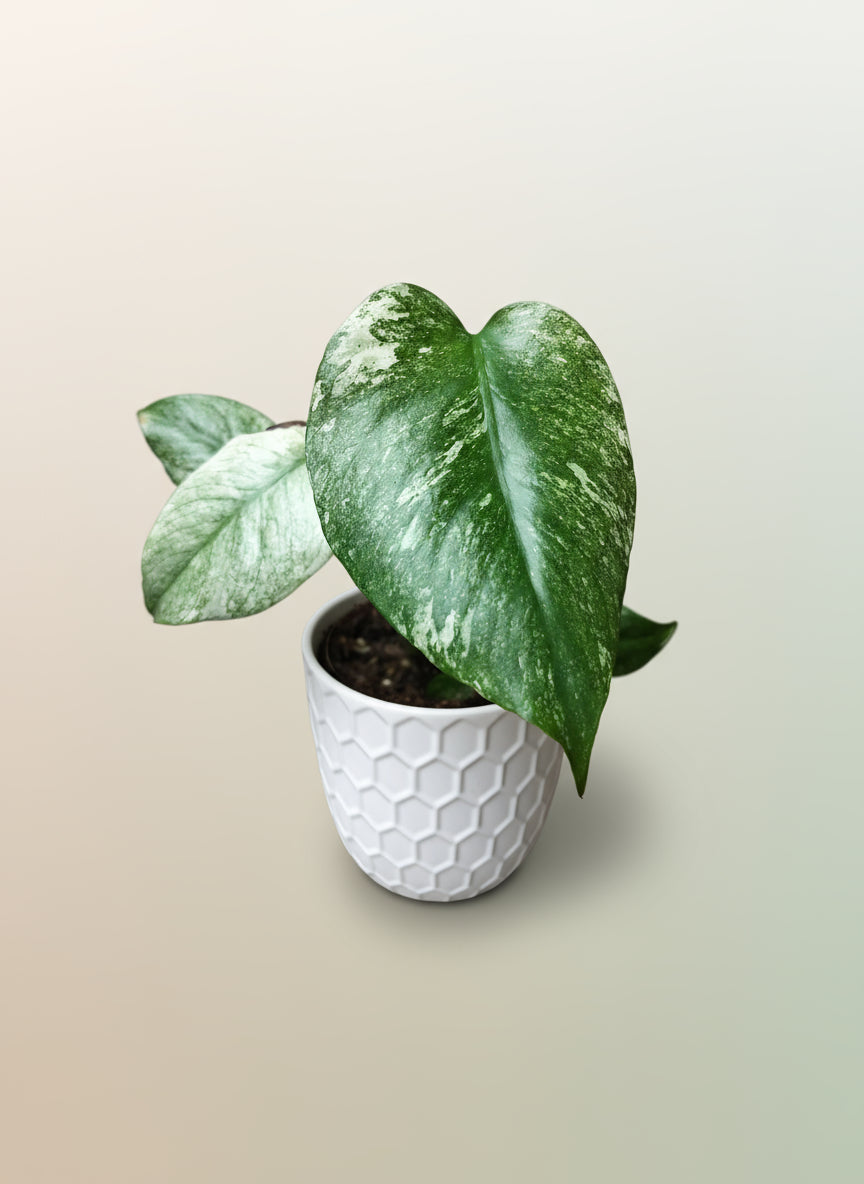 Monstera mint image 0