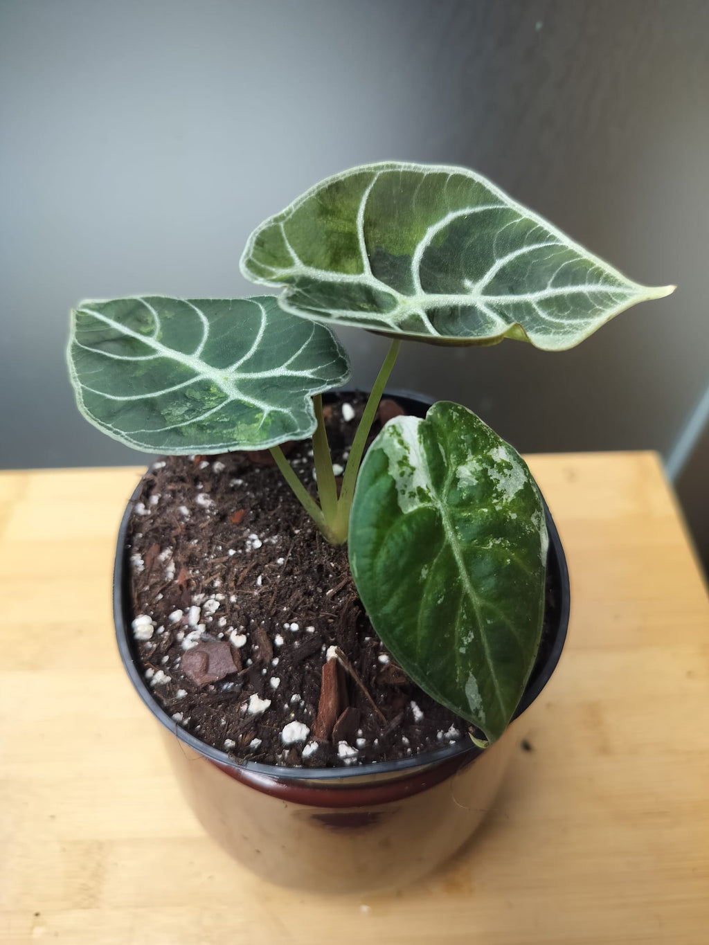 Alocasia Watsoniana Velvet Variegata  image 4