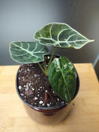 Alocasia Watsoniana Velvet Variegata  image 4