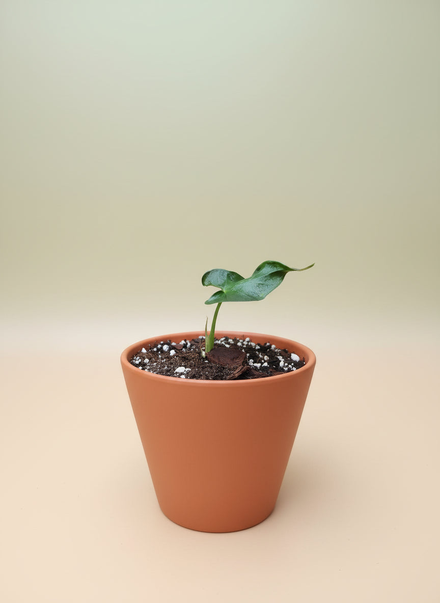 Alocasia locco image 0