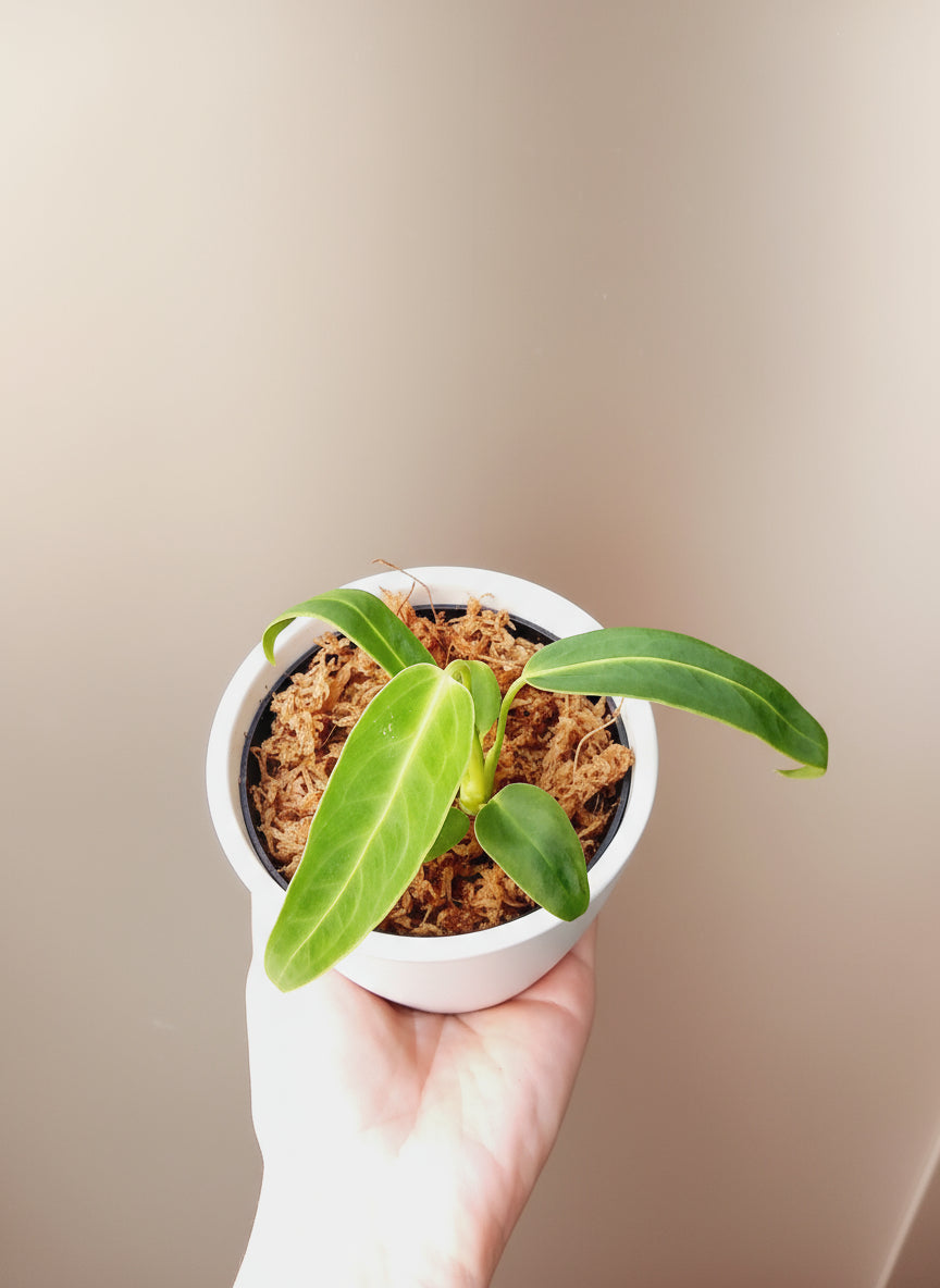 Anthurium warocqueanum image 0